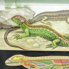 Amphibians Sand Lizard Lacerta Agilis Wallchart Art Print Jung Koch Quentell