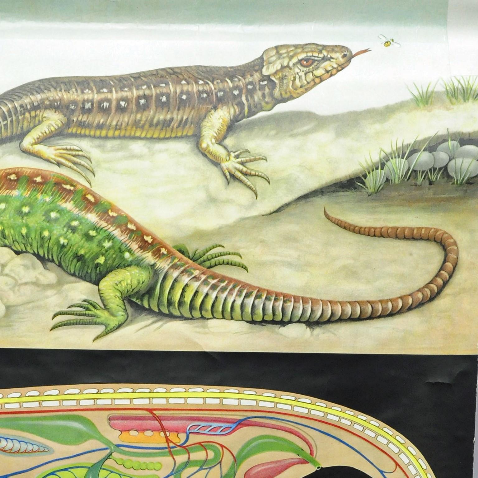 Country Amphibians Sand Lizard Lacerta Agilis Wallchart Art Print Jung Koch Quentell For Sale