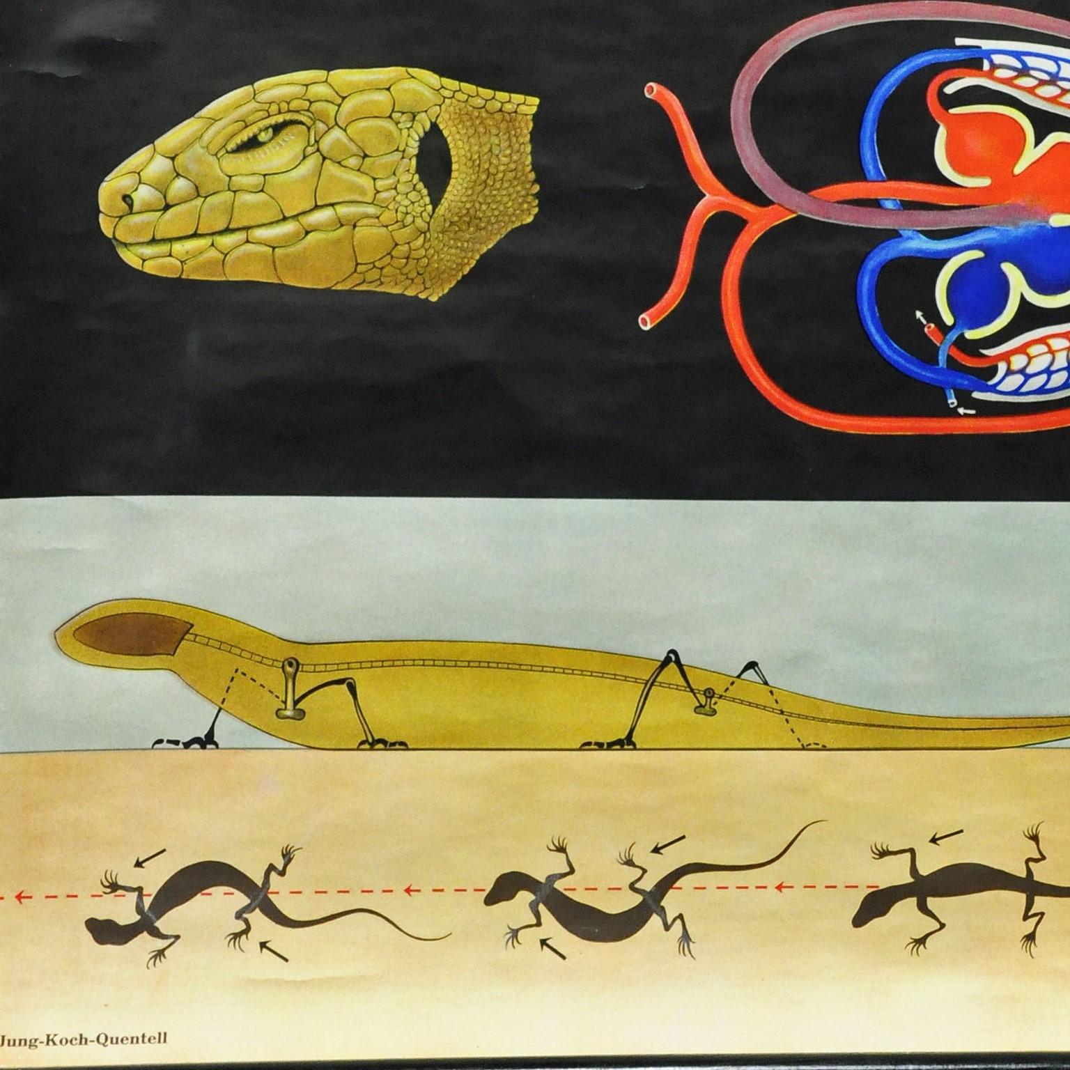 Late 20th Century Amphibians Sand Lizard Lacerta Agilis Wallchart Art Print Jung Koch Quentell For Sale