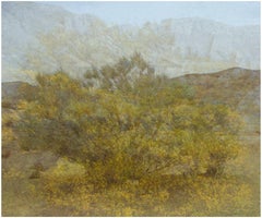 Cinque anni di condanna al braccio della morte (Ratama Tree) 40 x 60 pollici, 2009-2016