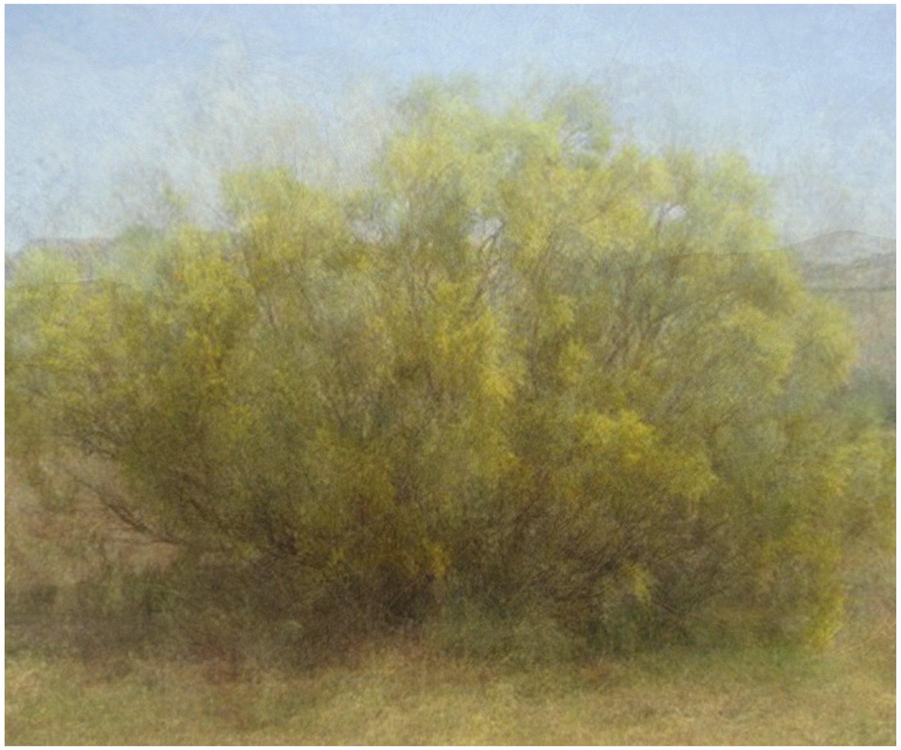 Landscape Painting di Amy Elkins - Quattordici anni di condanna al braccio della morte (Ratama Tree) 40 x 60 In, 2009-2016