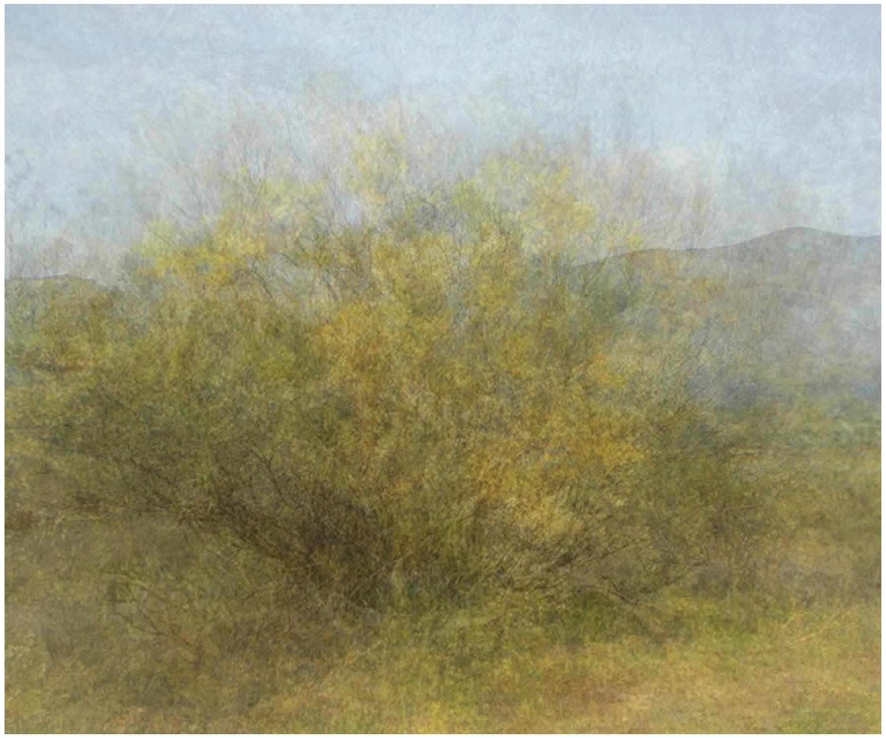 Landscape Painting de Amy Elkins - Doce años de condena en el corredor de la muerte (Árbol Ratama) 20 x 30 pulgadas, 2009-2016