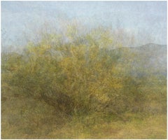 Dodici anni di condanna al braccio della morte (Ratama Tree) 40 x 60 pollici, 2009-2016