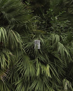 Akuuragna / Pasadena (Palm) Fotografia di Amy Elkins 40×30 In, 2023