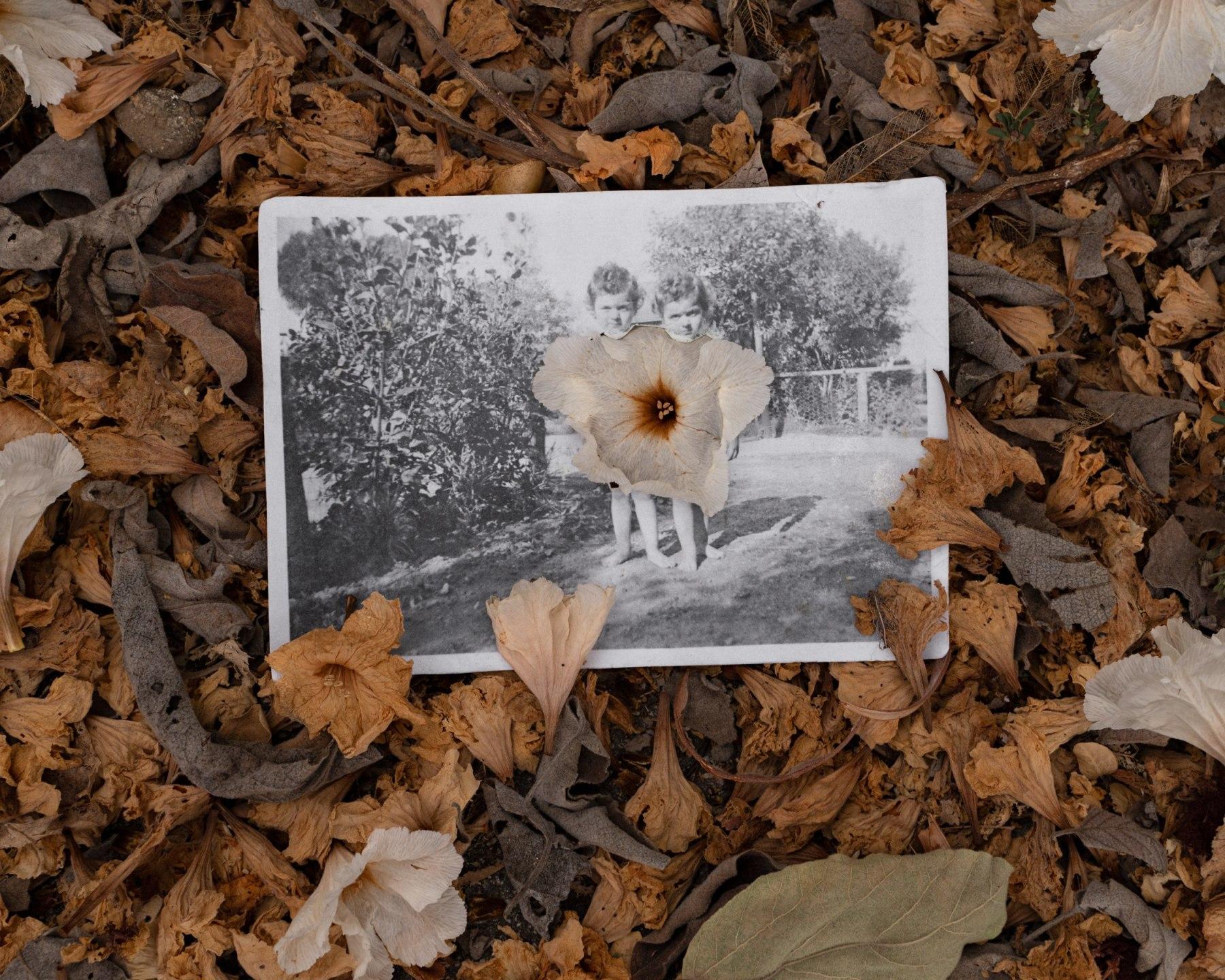 Amy Elkins Black and White Photograph - Akuuragna / Pasadena (Wild Olive Blooms) Photography 24 × 20 Inch, 2023