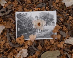 Akuuragna / Pasadena (Wild Olive Blooms) Photographie 24 × 20 Inch, 2023