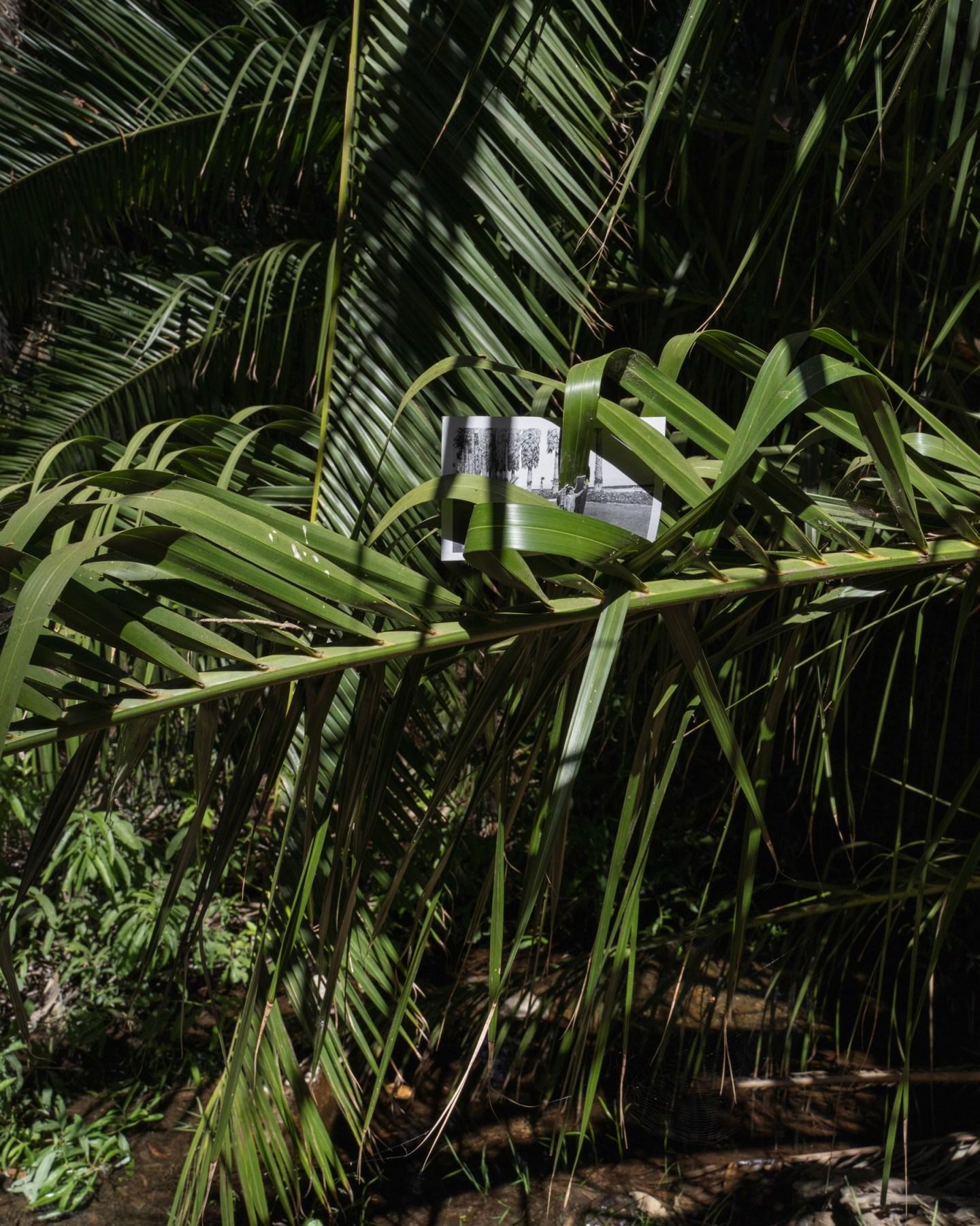 Kuruvungna / Santa Monica Canyon (Palm), 2023

A Place Where We Are In The Sun reimagines the complexities brown bodies and the California landscape have endured throughout their shared histories by utilizing photographs and documents from family
