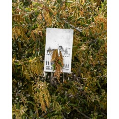 Lompo / Lompoc, La Purisima (Chêne vivant de la côte) Photographie 16 × 20 Inch, 2023