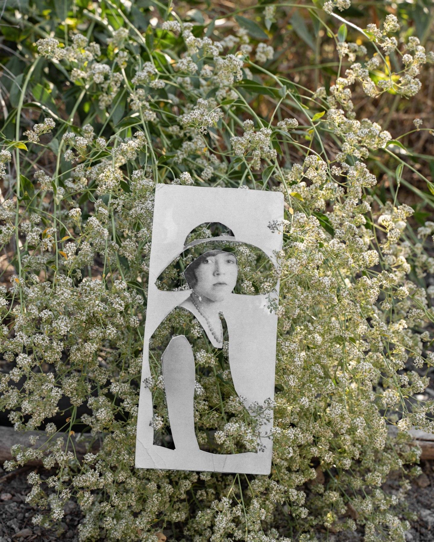 Black and White Photograph Amy Elkins - Puntitavjatngna / Pasadena, Hahamonga (Boom Pepperweed) 16 × 20 In, 2023
