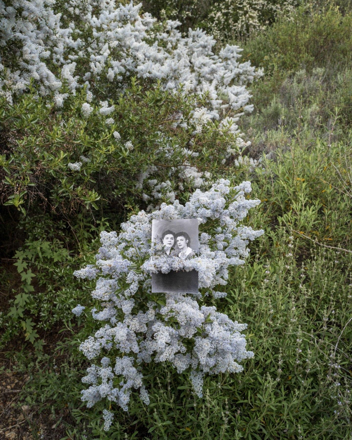 Amy Elkins Black and White Photograph - Road to Alaxuluxen, Chumash Painted Cave (Wild Lilac) 24 × 20 Inch, 2023