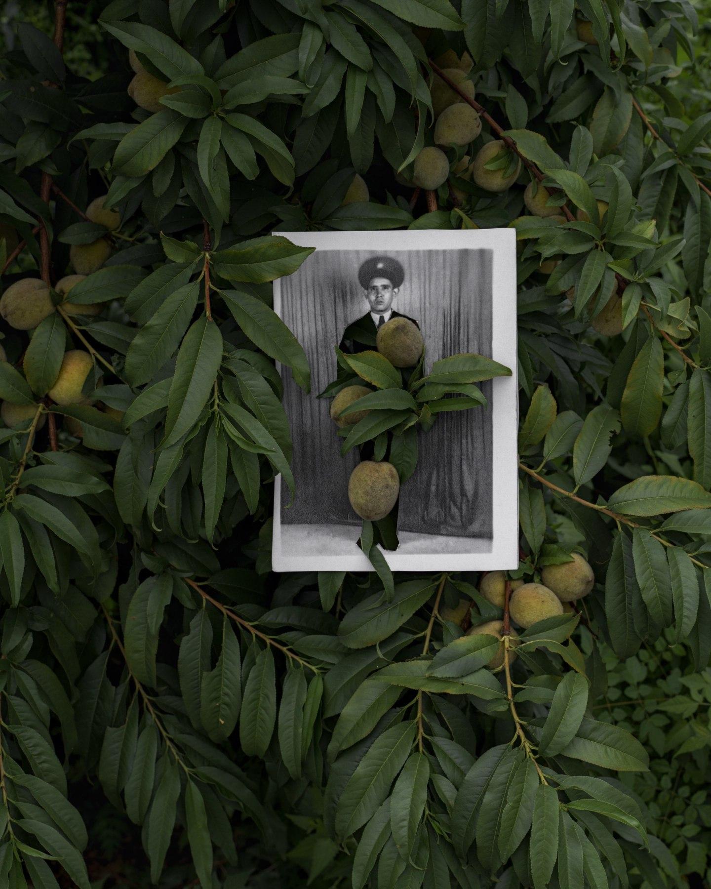 Black and White Photograph di Amy Elkins - Siutcangna / Encino, Rancho Encino (Caprifoglio selvatico) Fotografia 16 × 20 Pollici