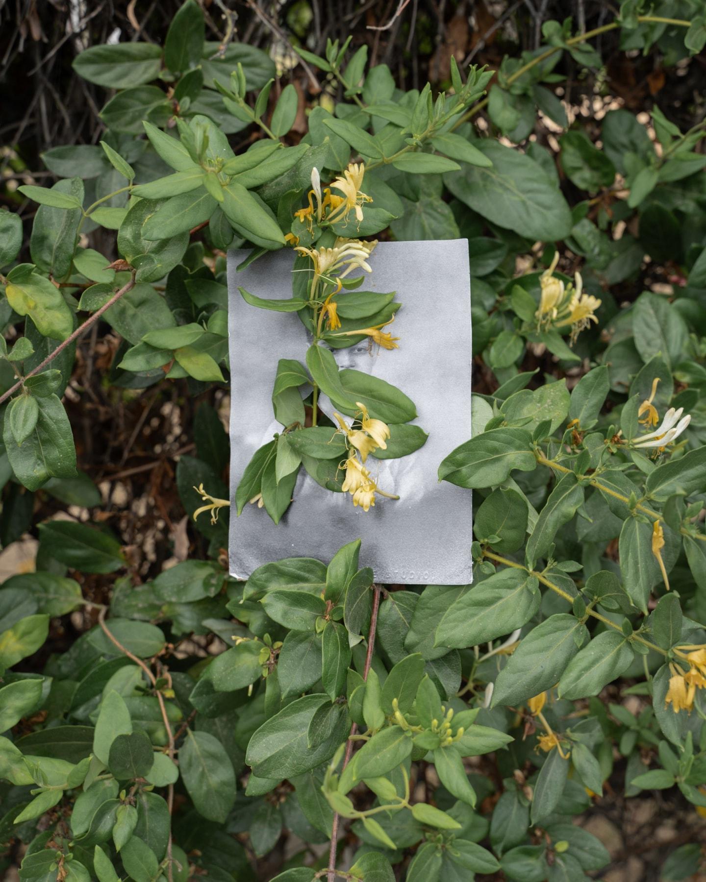 Black and White Photograph di Amy Elkins - Siutcangna / Encino, Rancho Encino (Wild Honeysuckle) Fotografia 16×20 In, 2023