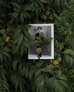 Siutcangna / Encino, Rancho Encino (Wildes Geißblatt) Fotografie 24 × 20 Zoll