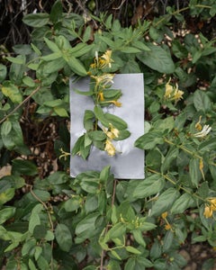 Siutcangna / Encino, Rancho Encino (Wild Honeysuckle) Photographie 24×20 In, 2023