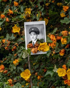 Xana'yan / Santa Barbara Vorgebirge (Kalifornien Flannelbush) Fotografie 24×20 In