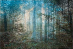 Quatre ans après une condamnation à mort (forêt) 40 x 60 pouces, 2009-2016