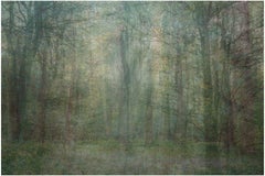 Siete años de condena en el corredor de la muerte (bosque) 40 x 60 pulgadas, 2009-2016