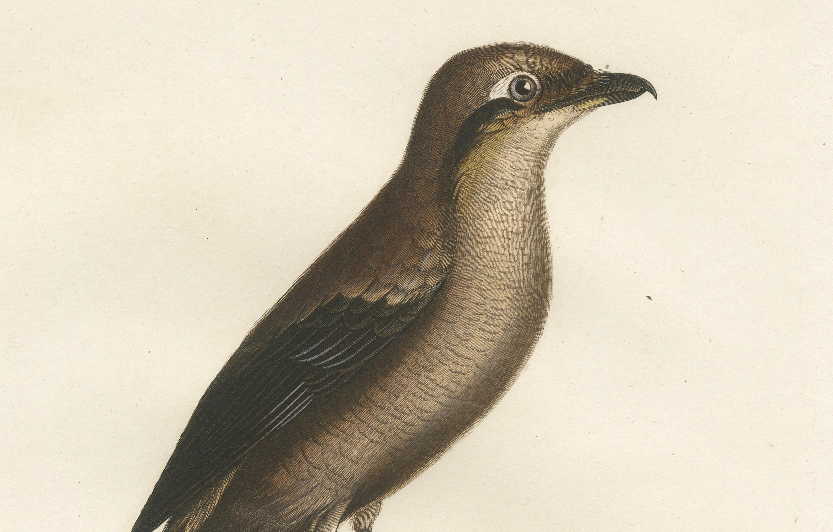 Dieser exquisite antike Vogeldruck mit dem Titel 
