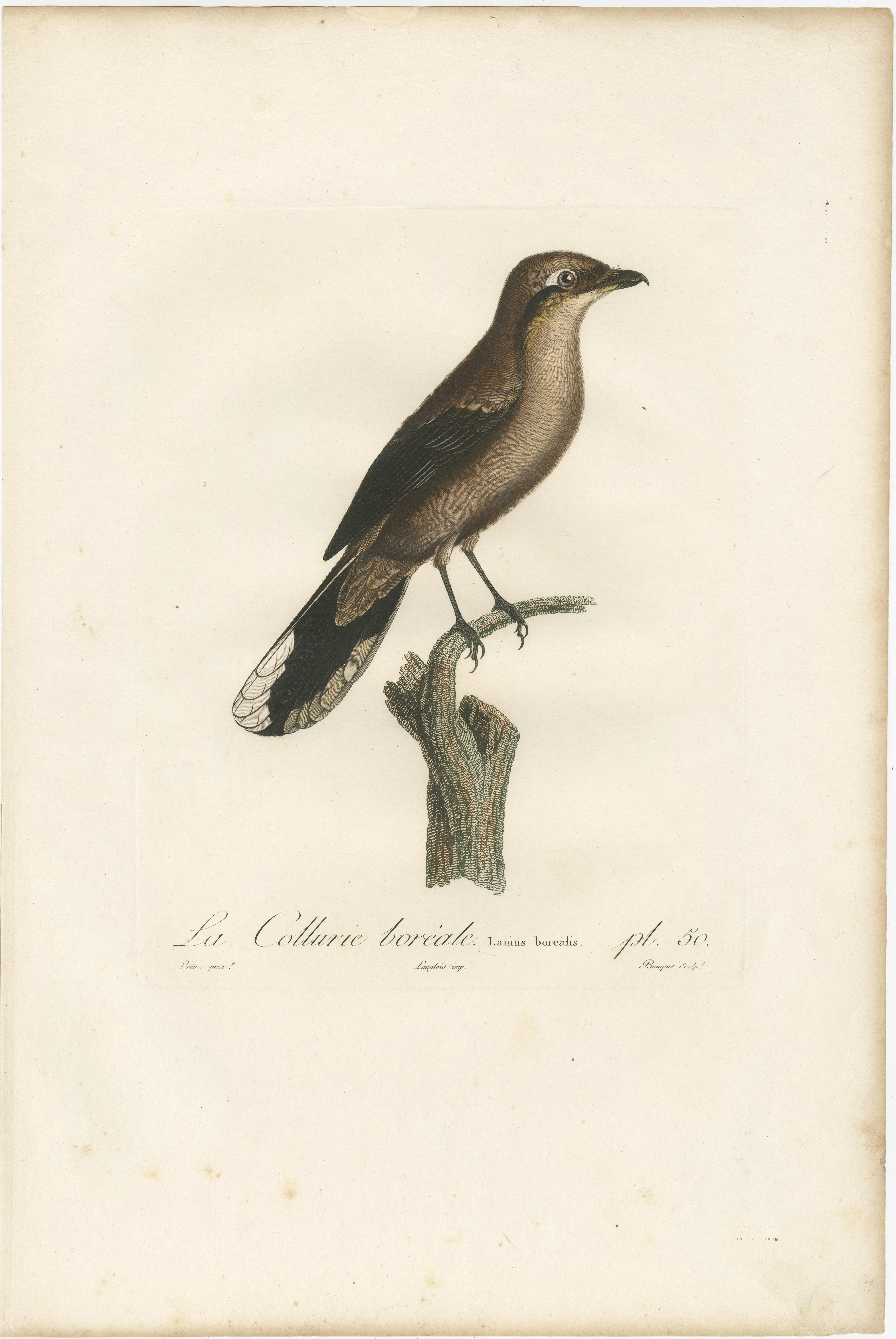 An 1807 Large Hand-Finished Ornithological Study of a Northern Shrike In Good Condition For Sale In Langweer, NL