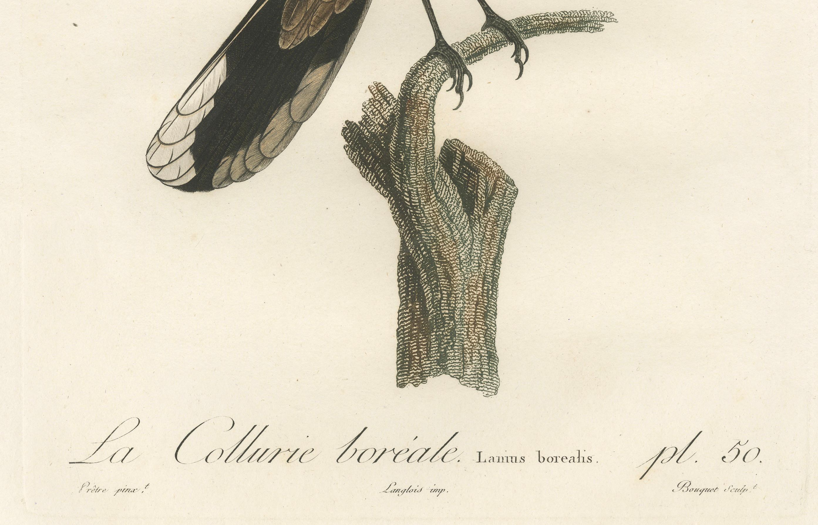 Große handbearbeitete ornithologische Studie eines nördlichen Schreins aus dem Jahr 1807 (19. Jahrhundert) im Angebot