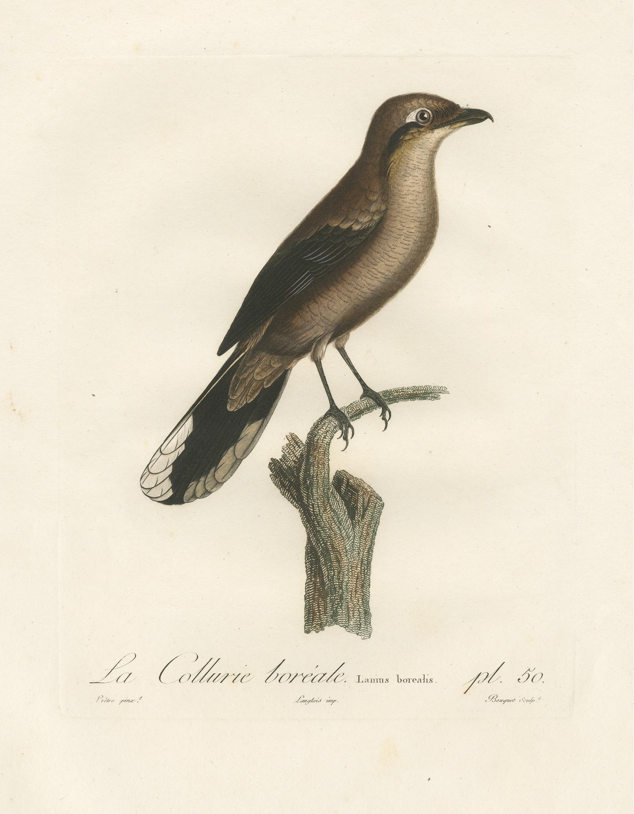 Paper An 1807 Large Hand-Finished Ornithological Study of a Northern Shrike For Sale
