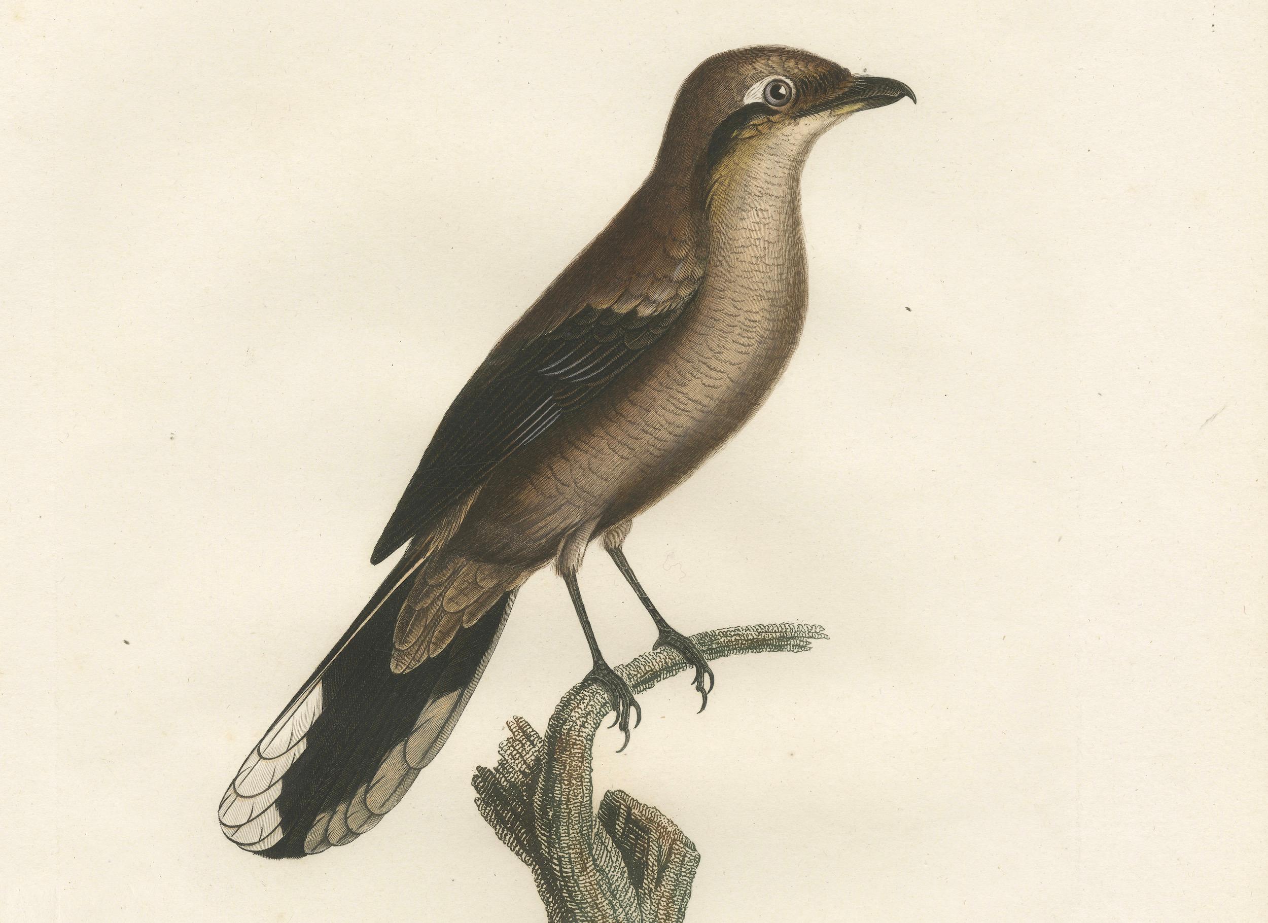 Große handbearbeitete ornithologische Studie eines nördlichen Schreins aus dem Jahr 1807 im Angebot 1
