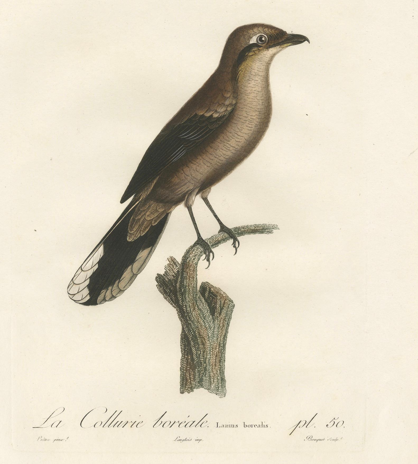 An 1807 Large Hand-Finished Ornithological Study of a Northern Shrike For Sale 2