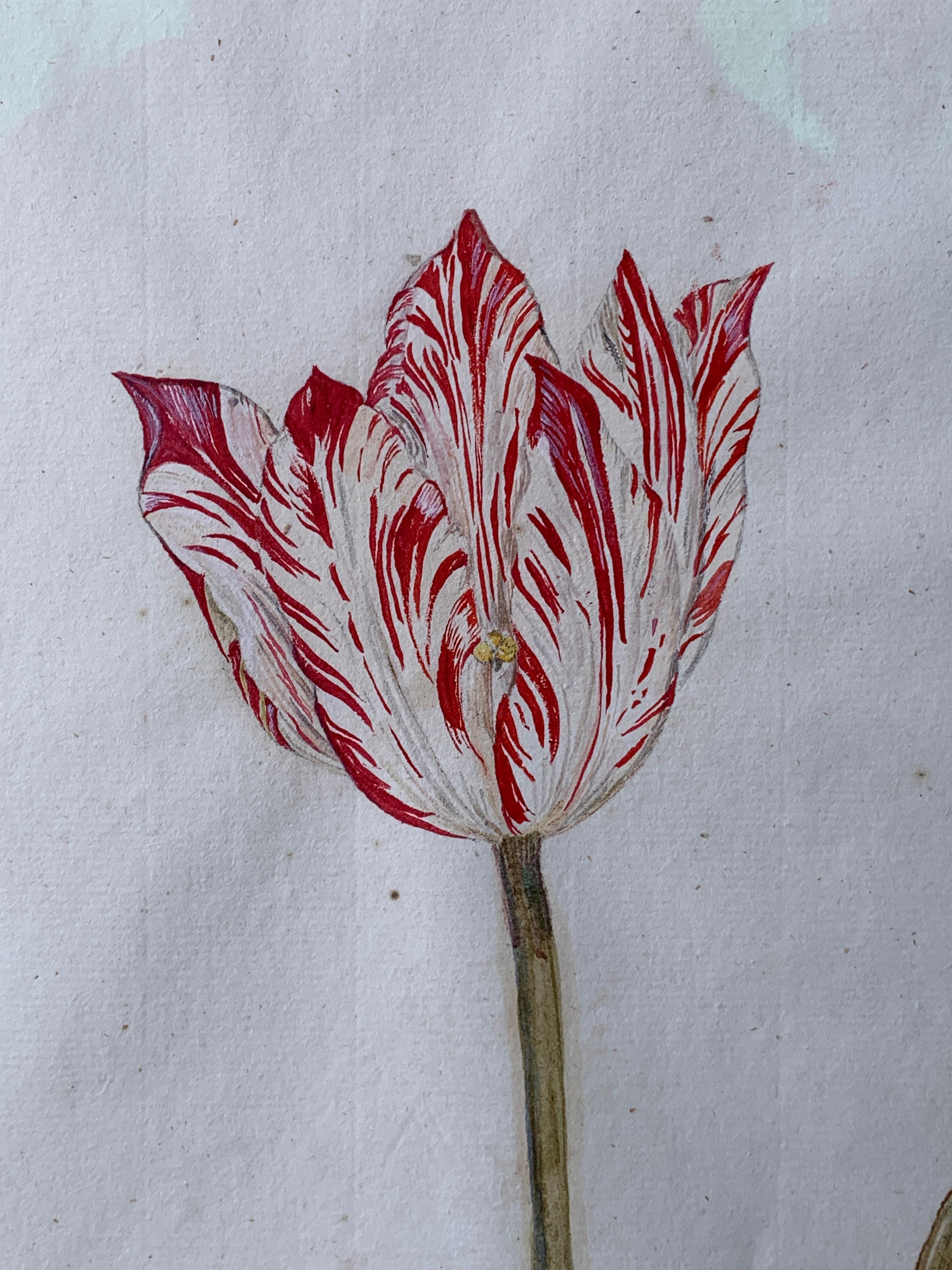 A Dutch school watercolor of a tulip.
The Netherlands.
Made mid-18th century.

This is a typical Dutch school watercolor from the middle of the 18th century. We see a very fine en detailed red and white tulip, painted on hand-made 18th-century