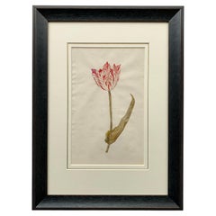 18th Century Dutch Watercolor of a Semper Augustus Tulip