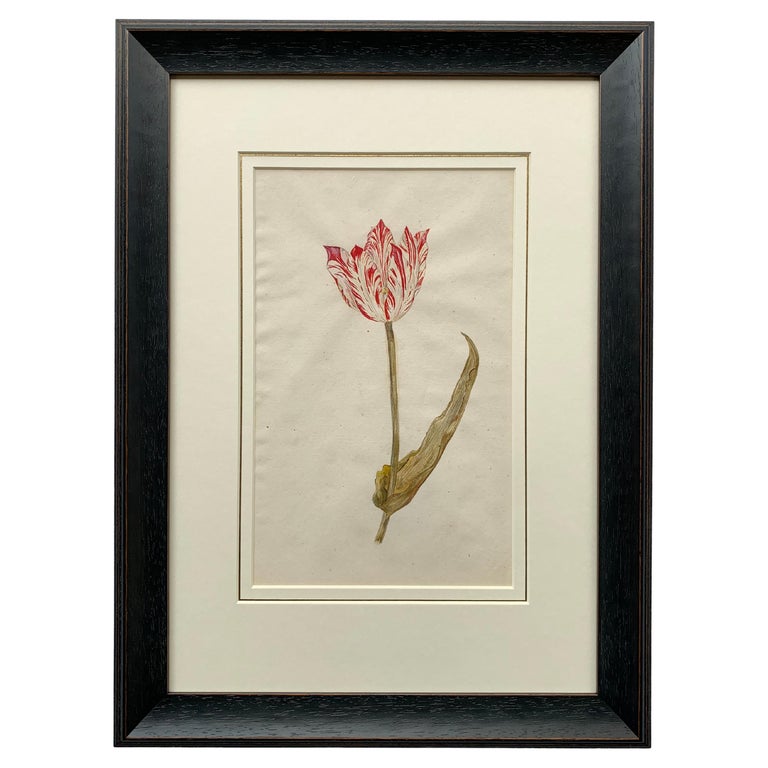 18th Century Dutch Watercolor of a Semper Augustus Tulip at 1stDibs