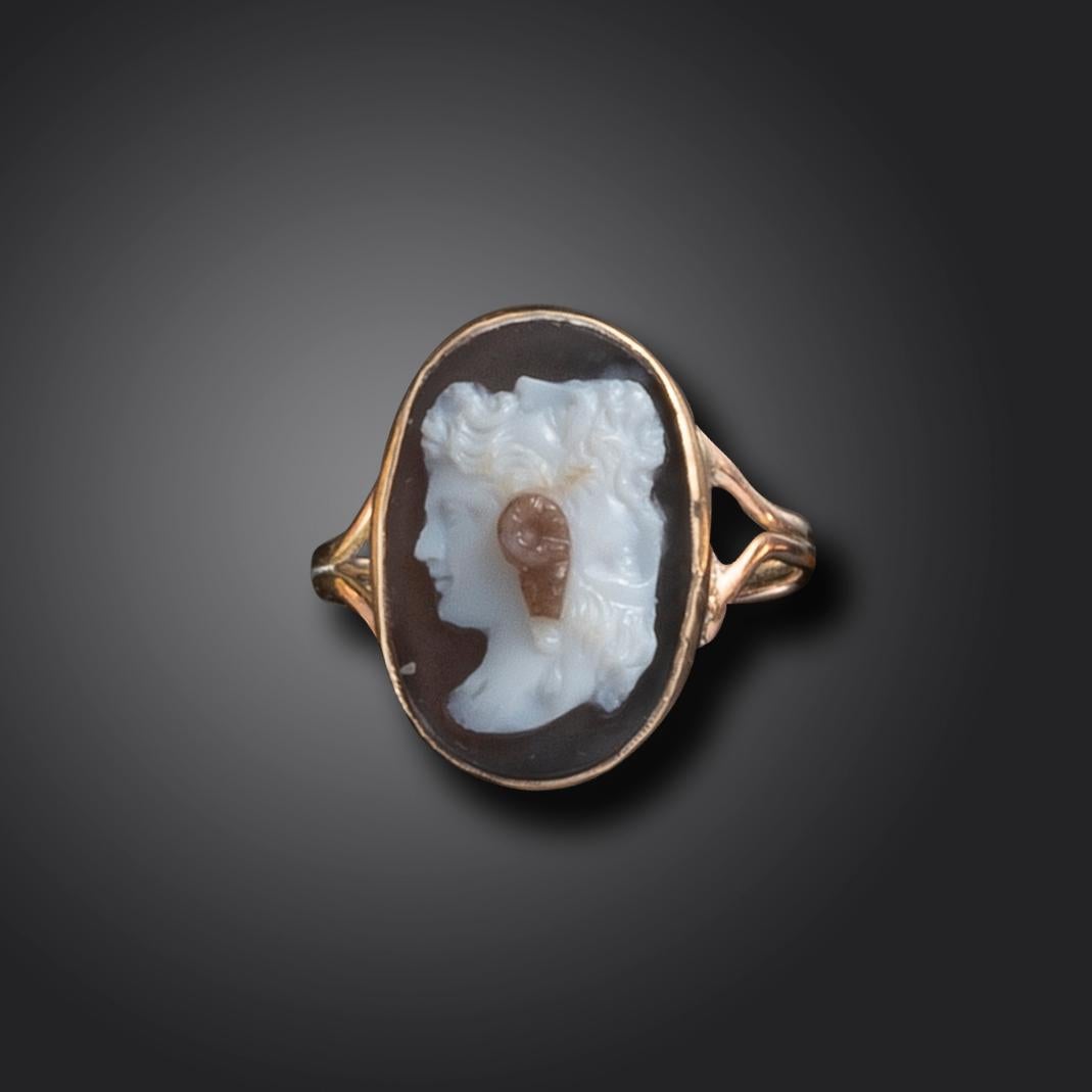 gryllus cameo