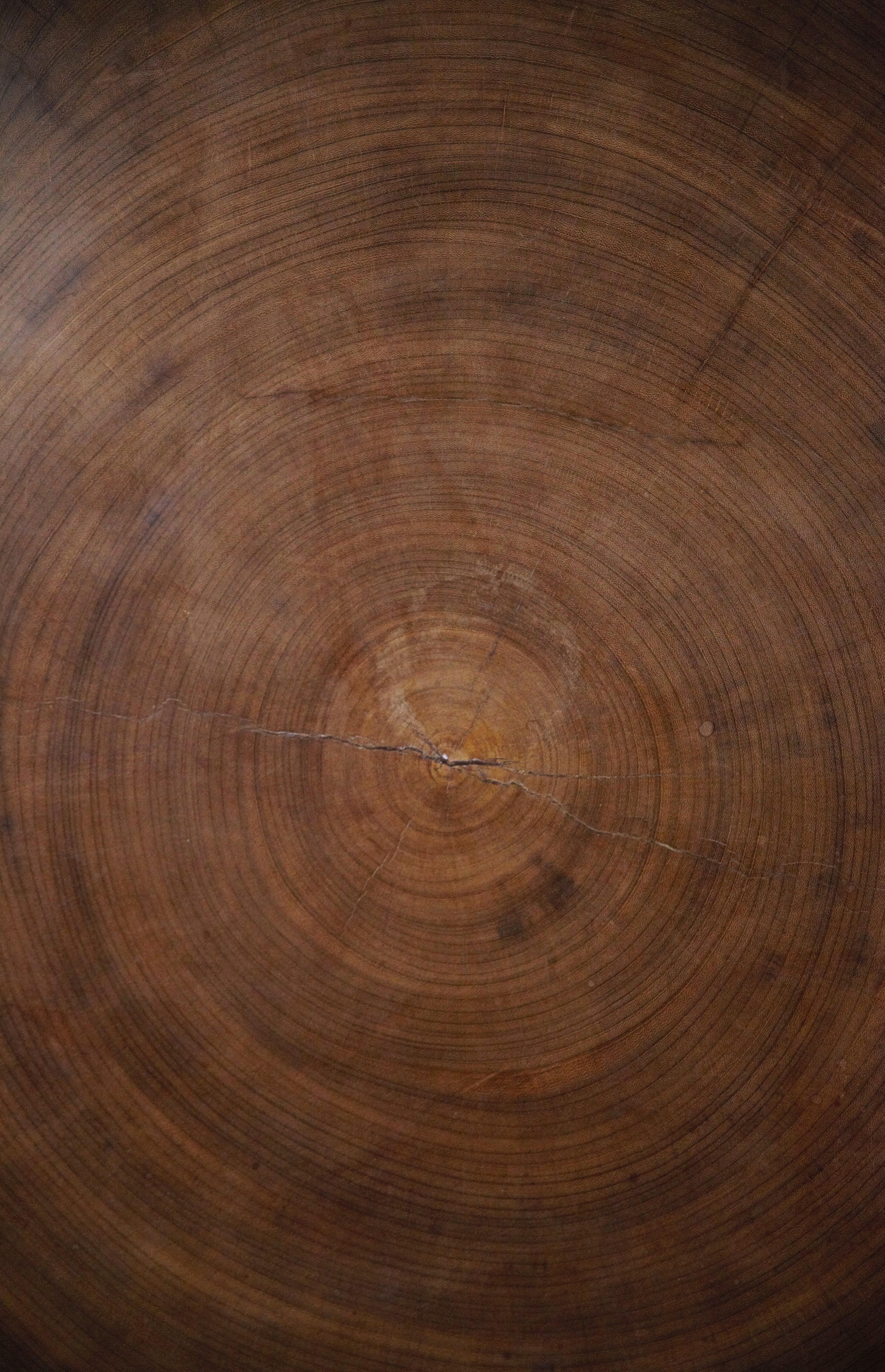 Gabonese An African Tree Slice Coffee Table in the Style of Pierre Jeanneret France 1970s