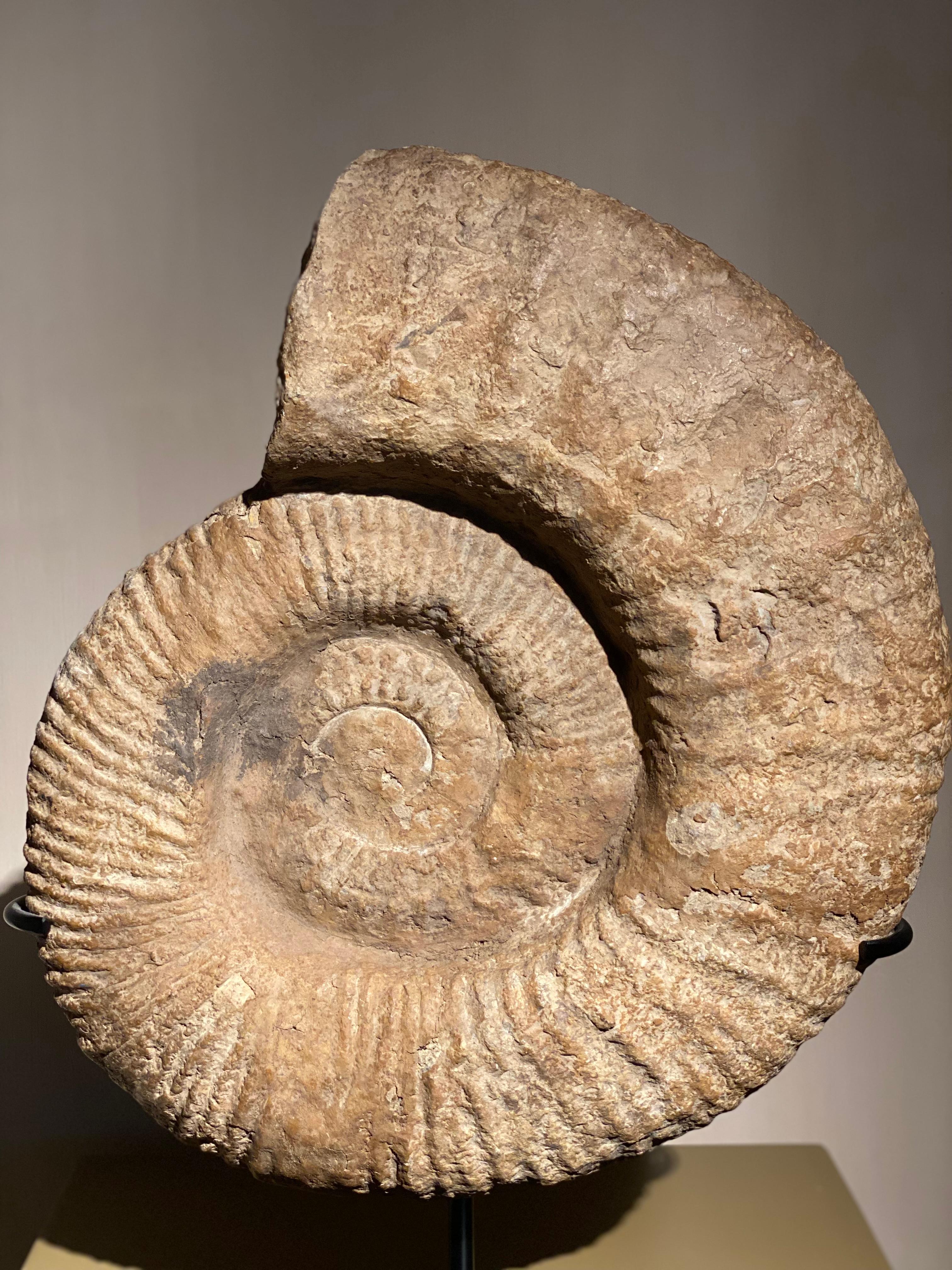 An Ammonite Fossil For Sale 3