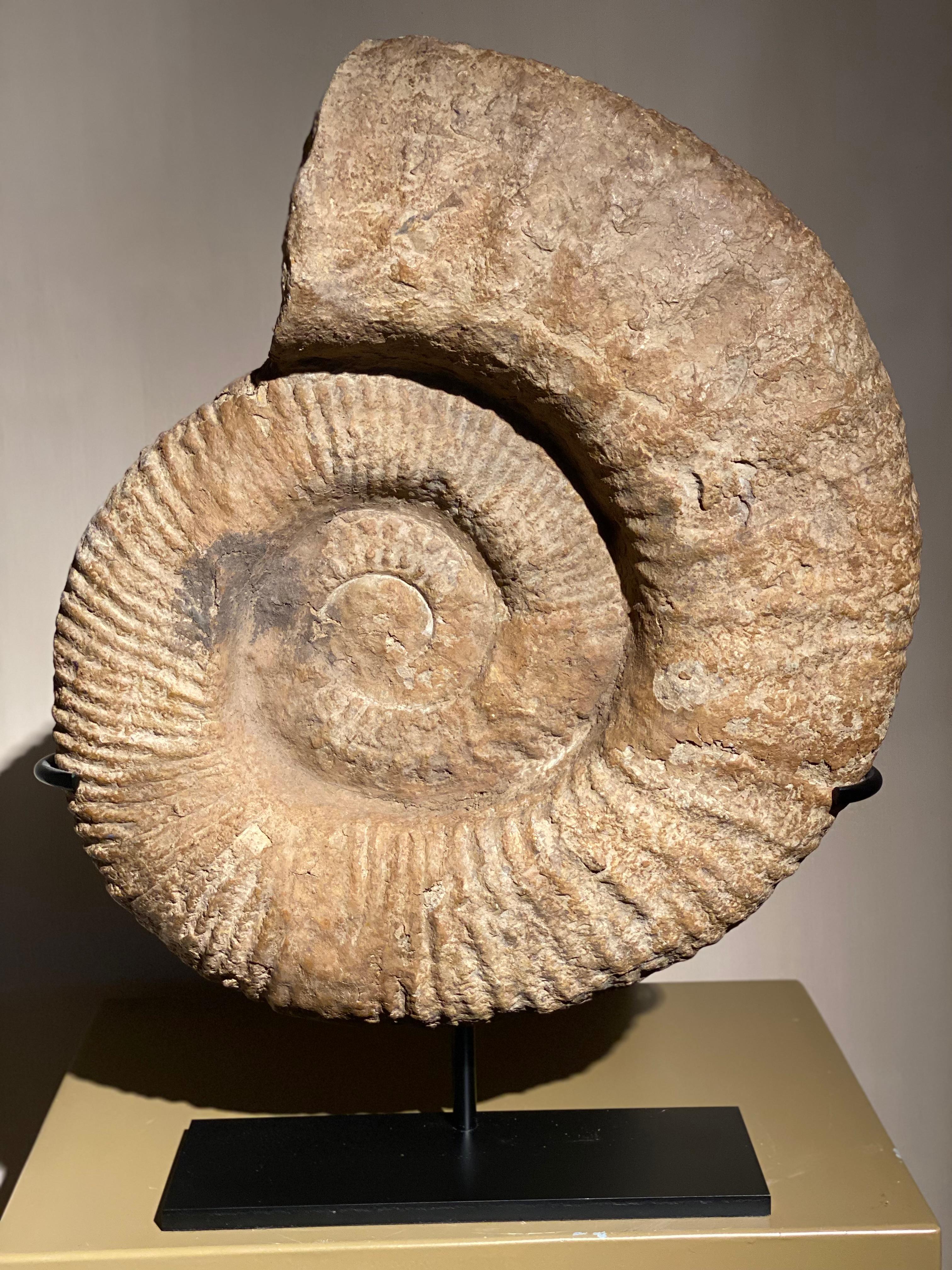 An Ammonite Fossil For Sale 4