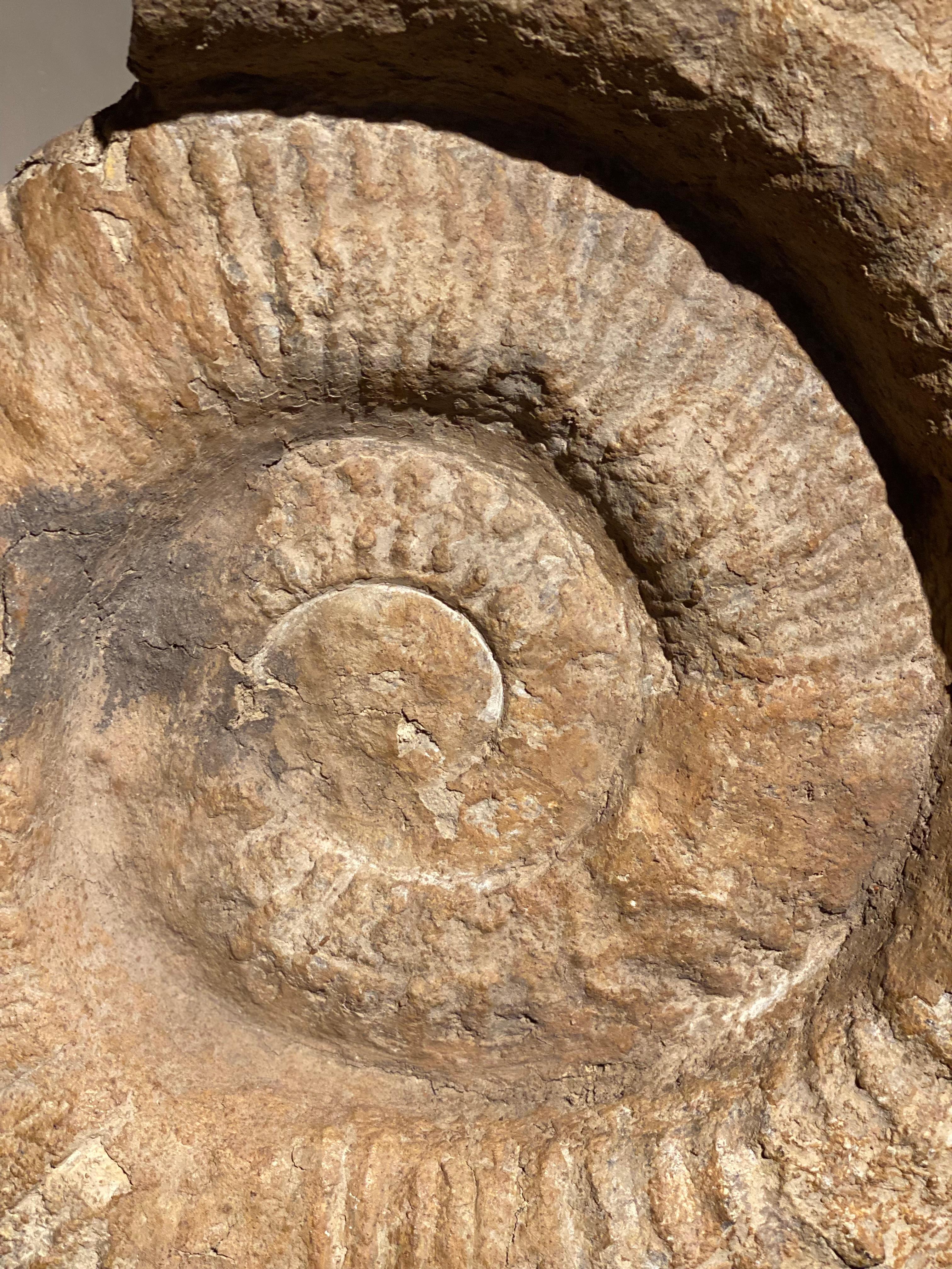 An Ammonite Fossil For Sale 5