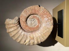 An Ammonite Fossil