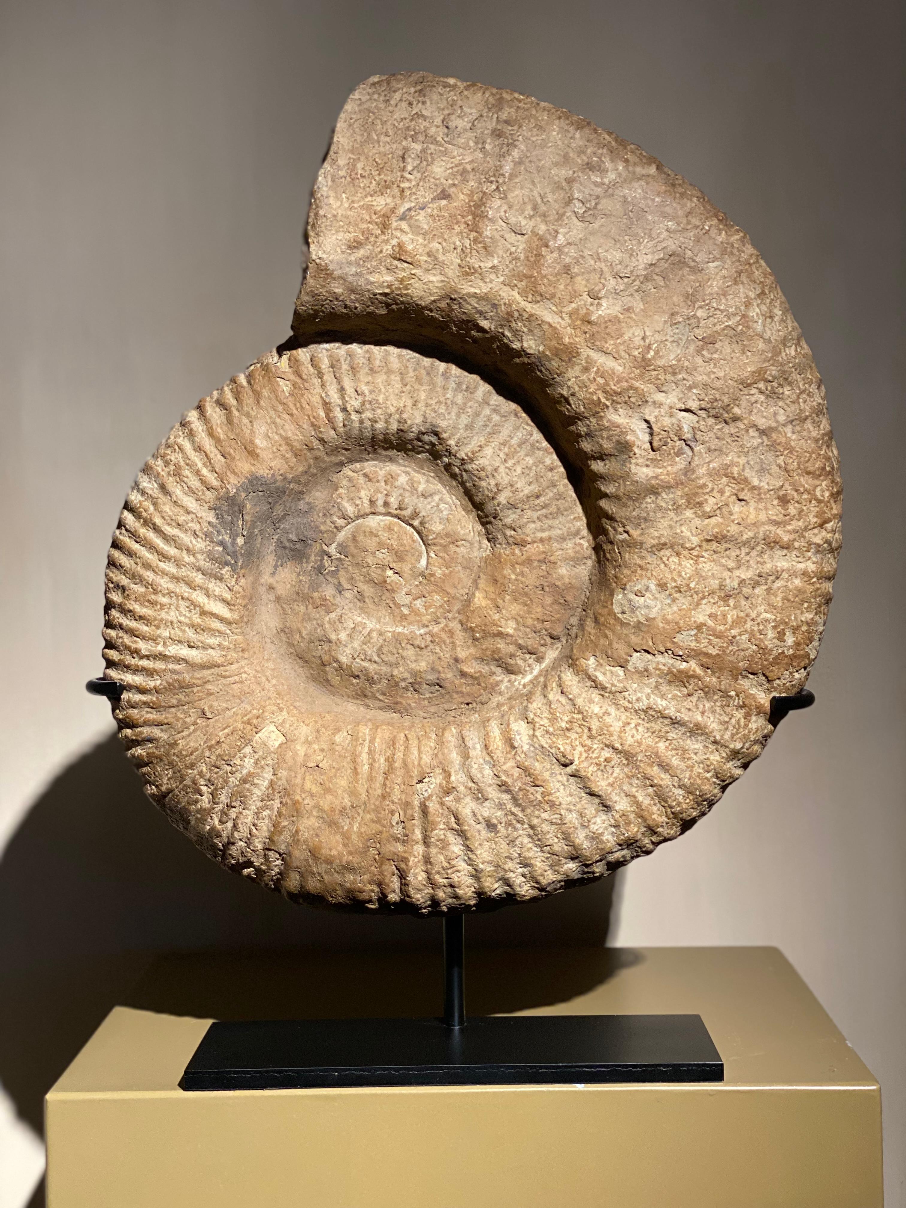 A beautiful Ammonite Fossil,
this extinct invertebrates marine animal lived 160 million years ago,
beautiful patina and shine of the stone,
beautiful array of colors,
very decorative object