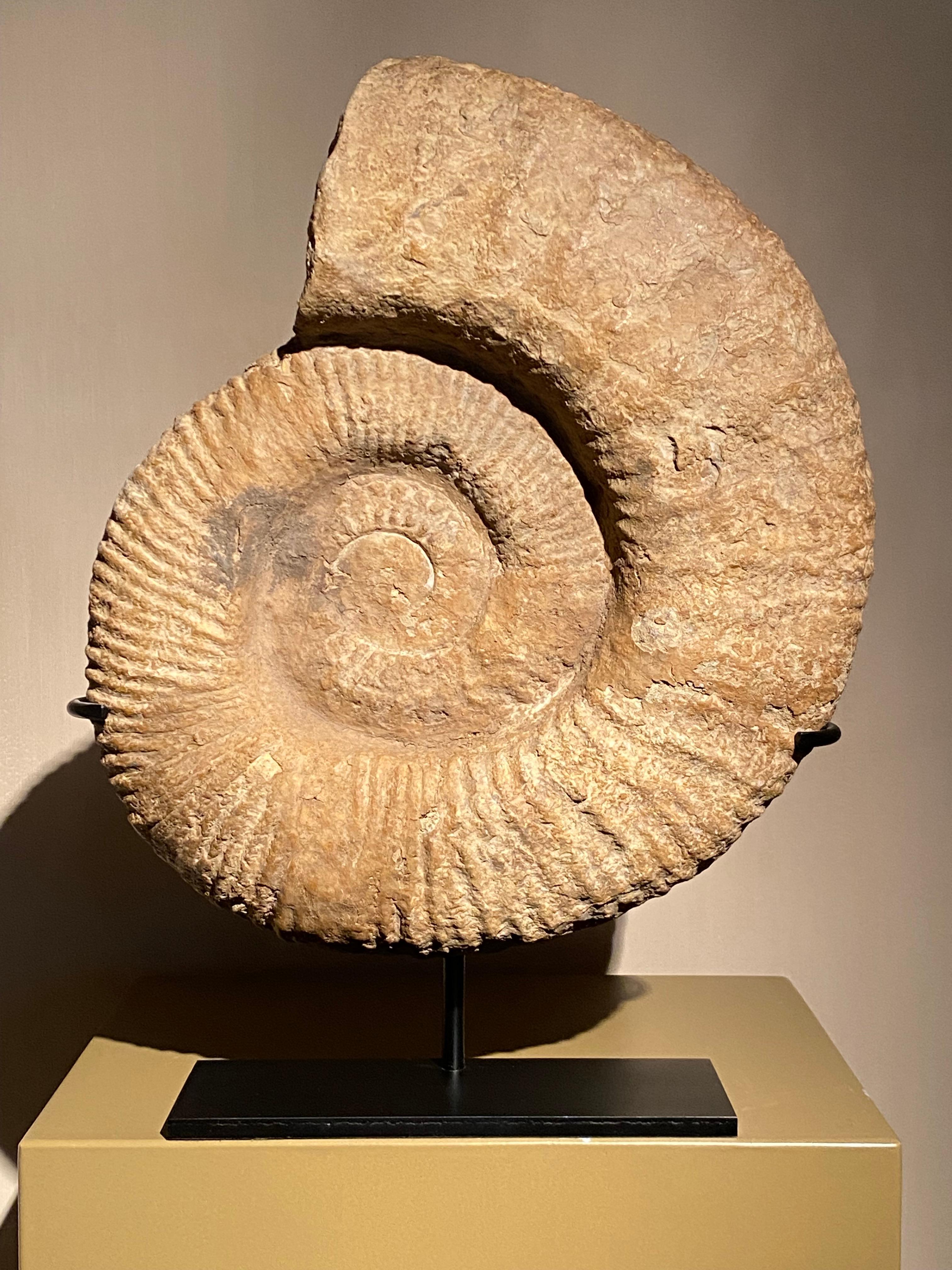 Malagasy An Ammonite Fossil For Sale