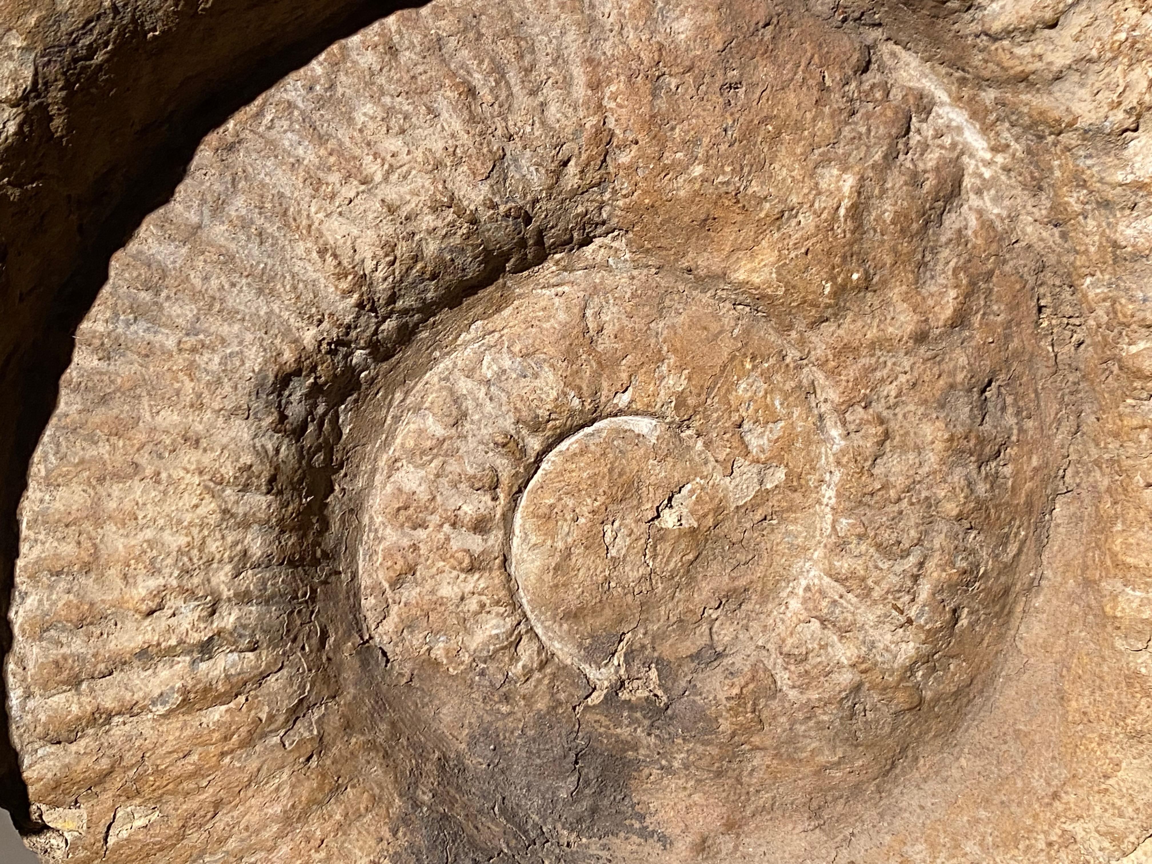Polished An Ammonite Fossil For Sale