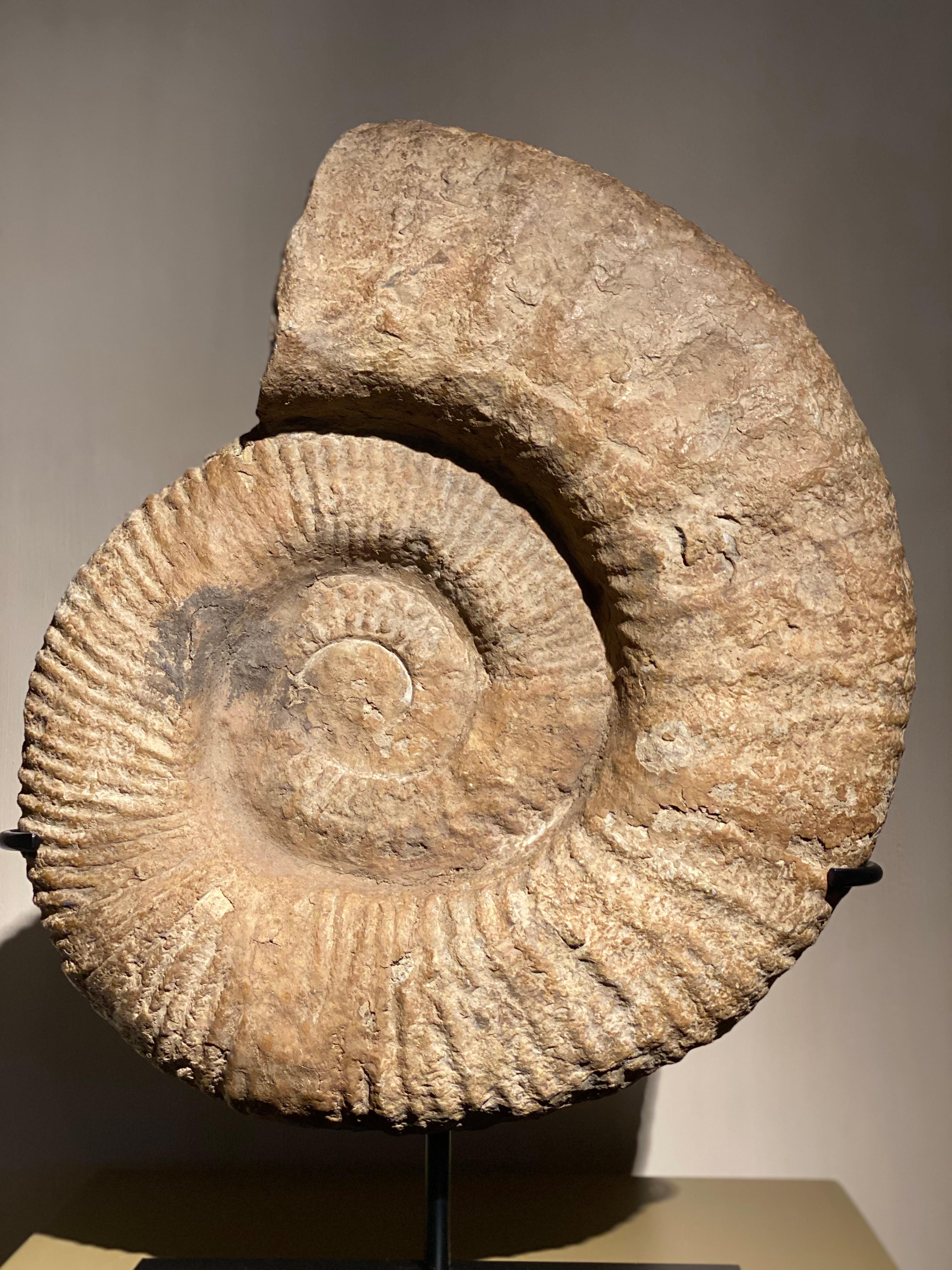 An Ammonite Fossil In Good Condition For Sale In Schellebelle, BE