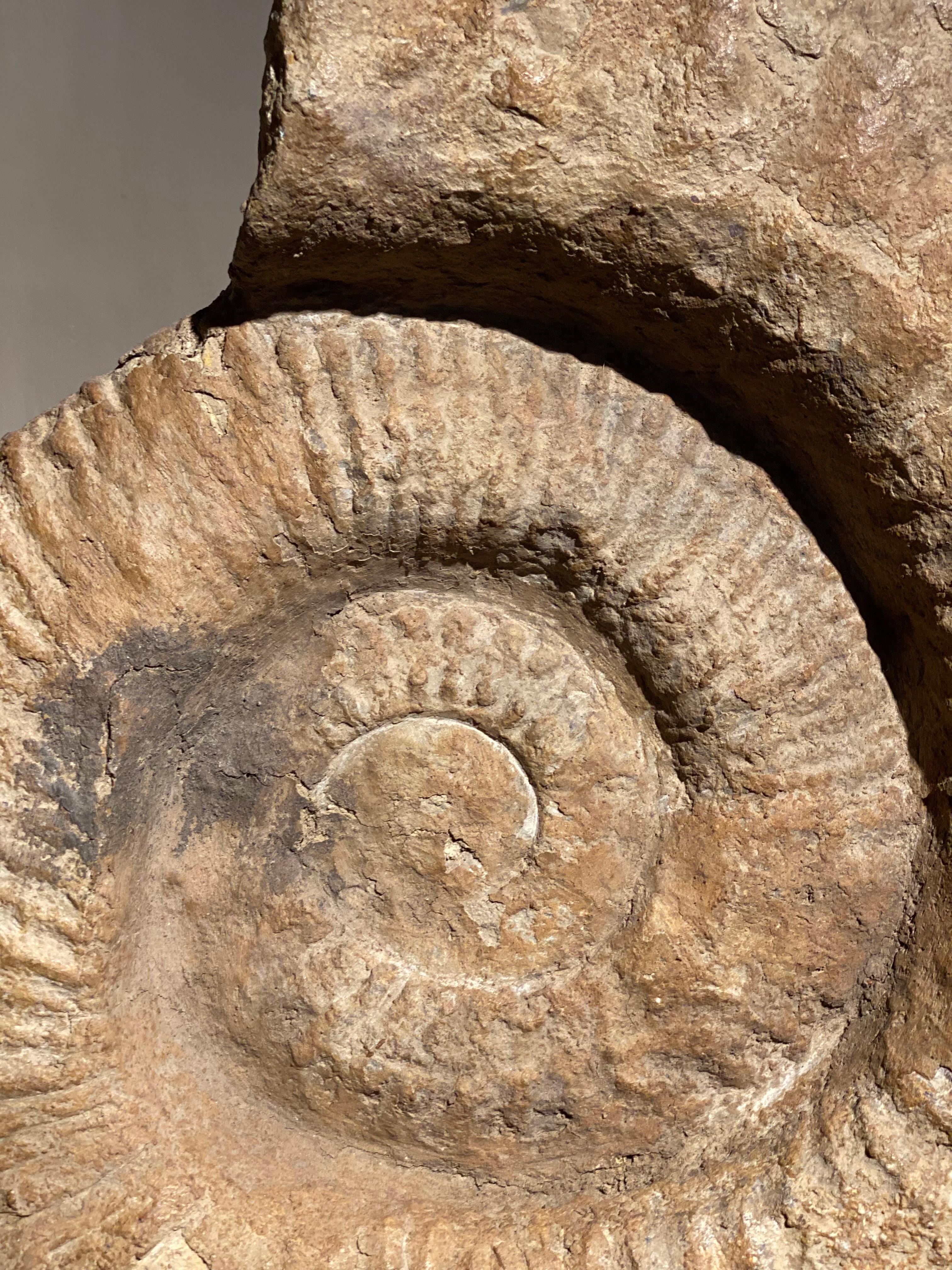 An Ammonite Fossil For Sale 1