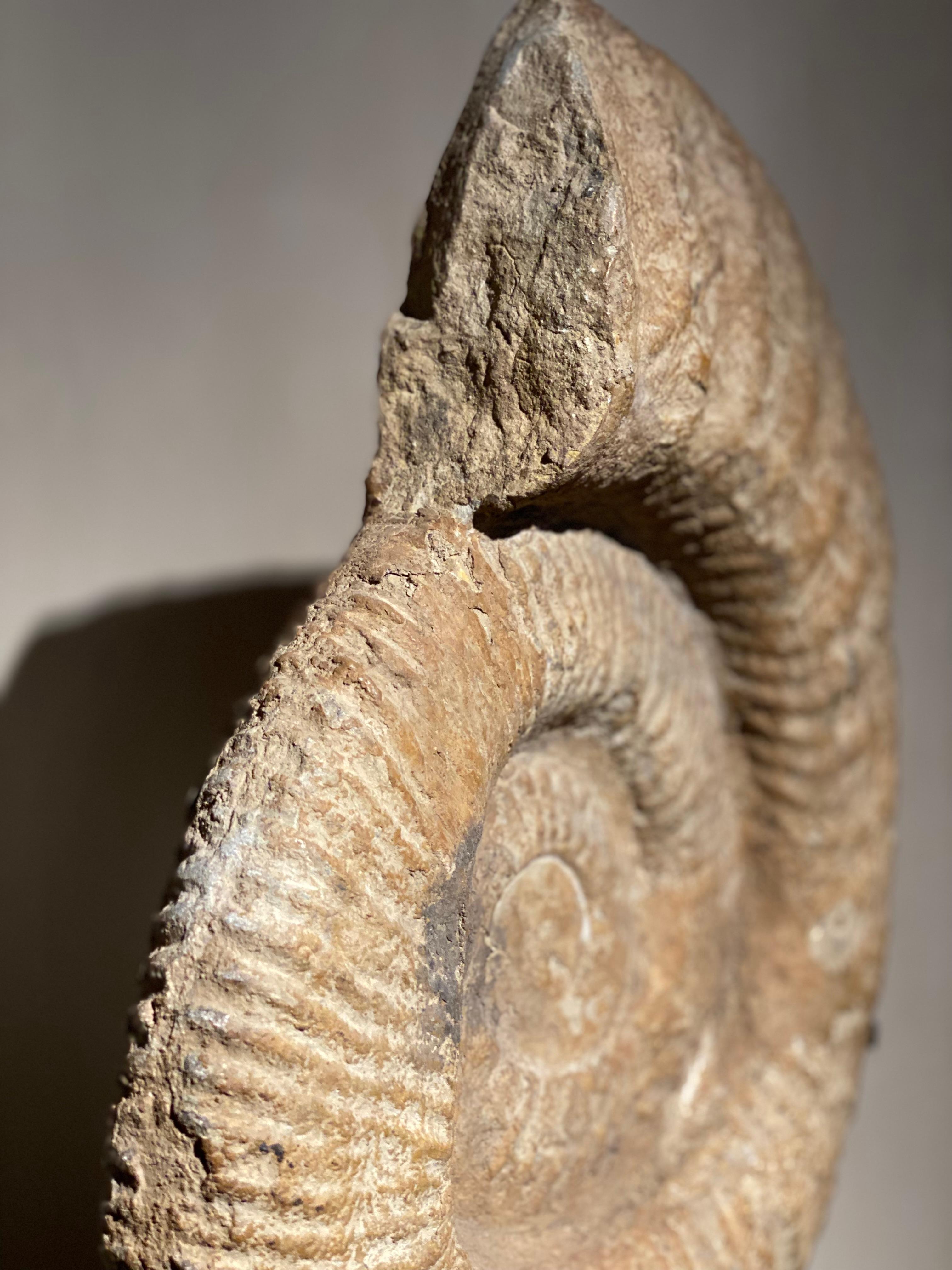 An Ammonite Fossil For Sale 2