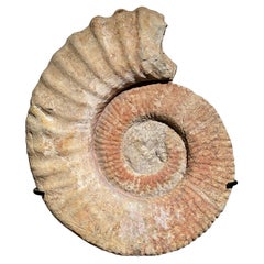 Un fossile d'acide