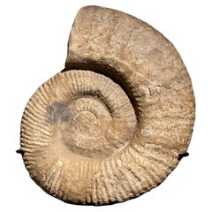 Un fossile d'acide