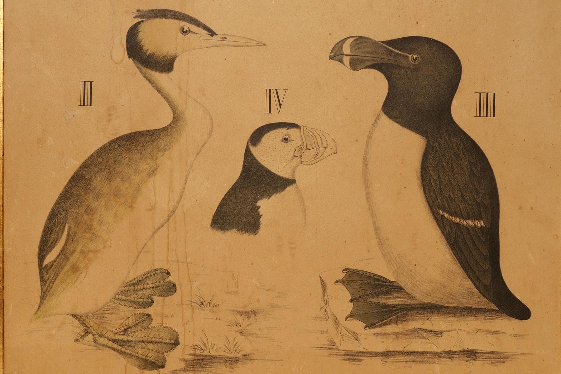 Eine anatomische Darstellung von Vögeln, P. Dybdahls, Norwegen Ende des 19. Jahrhunderts (Norwegisch) im Angebot