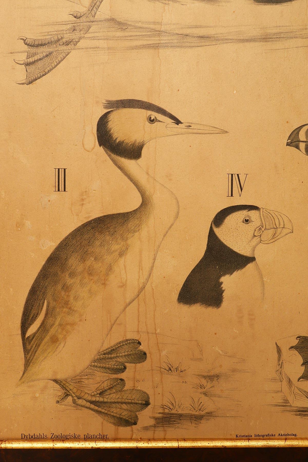 Eine anatomische Darstellung von Vögeln, P. Dybdahls, Norwegen Ende des 19. Jahrhunderts im Zustand „Gut“ im Angebot in Milan, IT