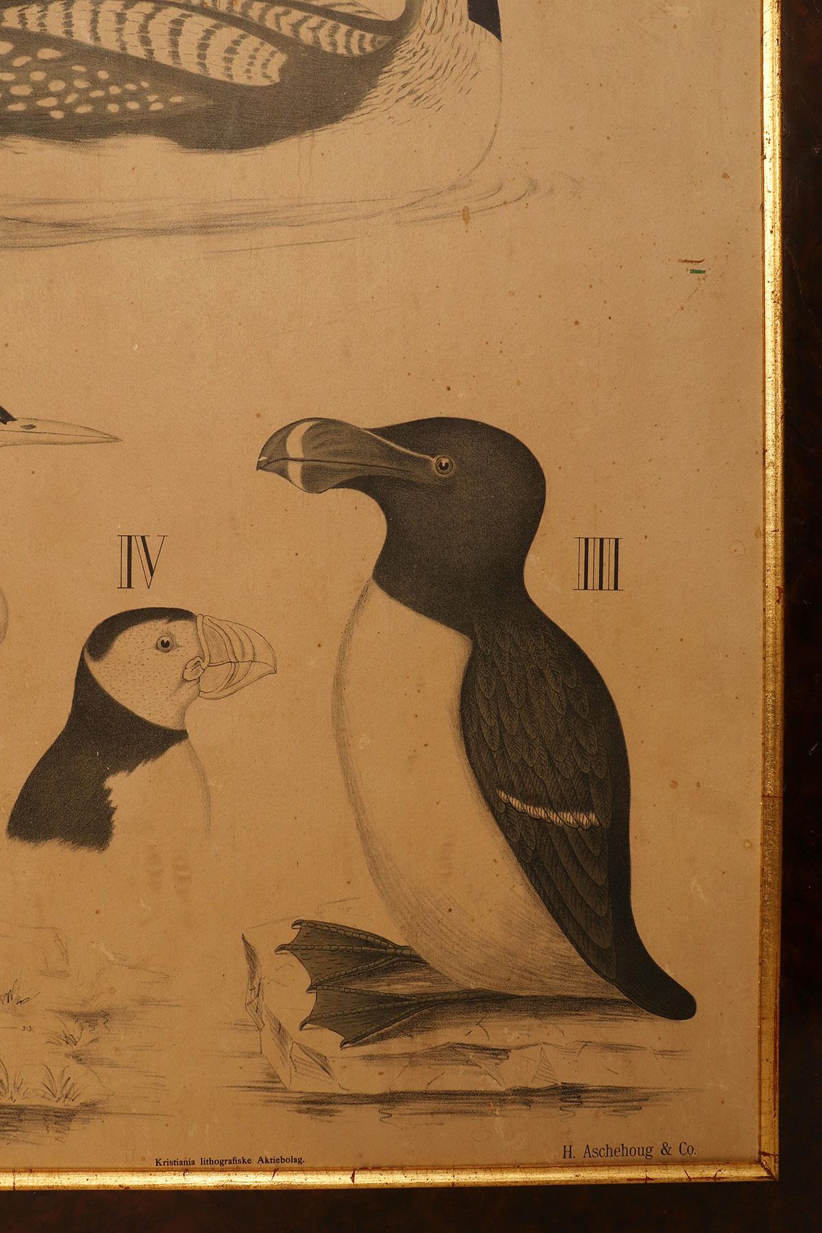 Eine anatomische Darstellung von Vögeln, P. Dybdahls, Norwegen Ende des 19. Jahrhunderts (Walnuss) im Angebot