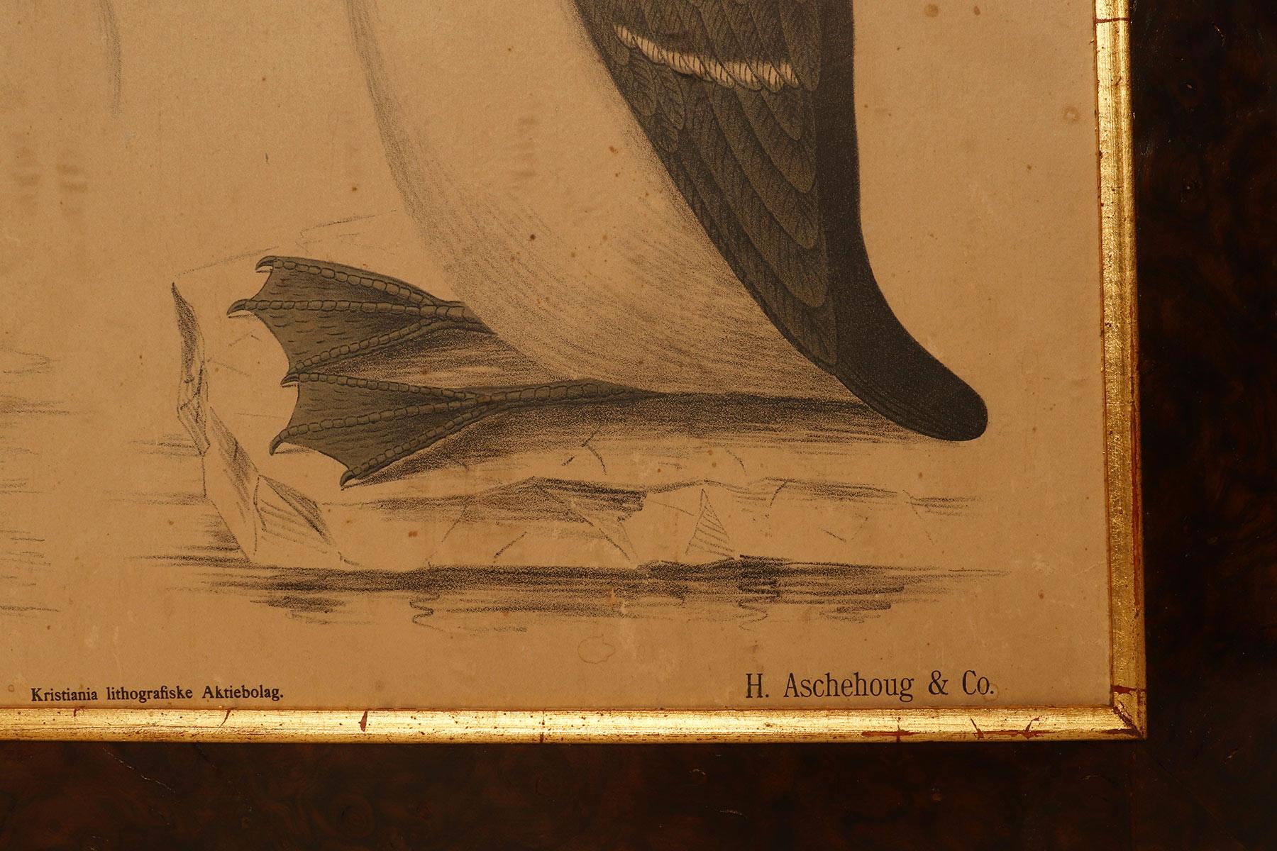 Eine anatomische Darstellung von Vögeln, P. Dybdahls, Norwegen Ende des 19. Jahrhunderts im Angebot 1