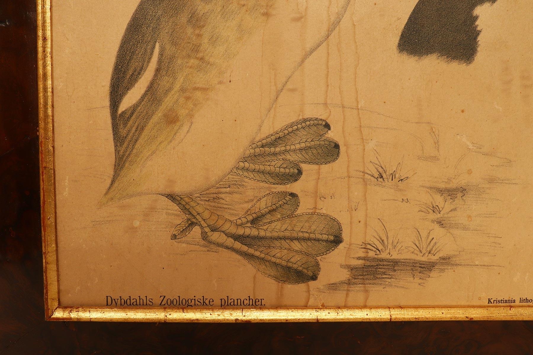 Eine anatomische Darstellung von Vögeln, P. Dybdahls, Norwegen Ende des 19. Jahrhunderts im Angebot 3