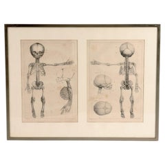 An anatomical lithographic print on paper, a fetus skeleton. France 19th century